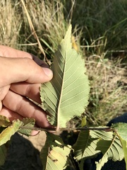 Ulmus × intermedia