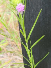Liatris squarrosa