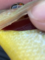 Lepomis microlophus