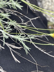 Thymophylla setifolia