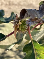 Andricus quercusfrondosus