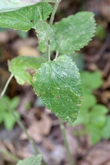 Scutellaria altissima