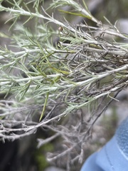 Thymophylla setifolia