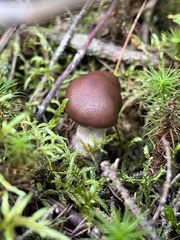 Gomphidius glutinosus