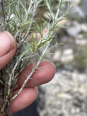 Thymophylla setifolia