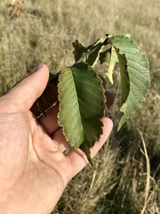 Ulmus × intermedia