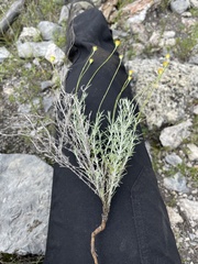 Thymophylla setifolia