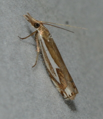 Crambus bidens