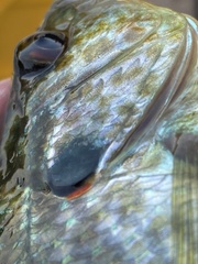 Lepomis microlophus