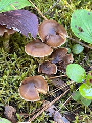 Cyclocybe erebia