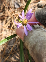 Eurybia hemispherica