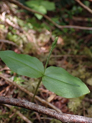 Neottia banksiana