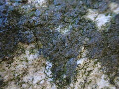 Hydropunctaria maura