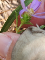 Eurybia hemispherica