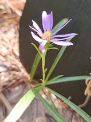 Eurybia hemispherica