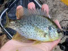 Lepomis microlophus