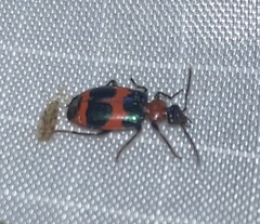 Lebia bitaeniata