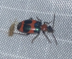 Lebia bitaeniata