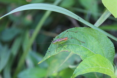 Conocephalus (Anisoptera) ictus image