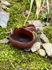 Ascocoryne cylichnium