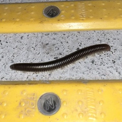 Pachyiulus flavipes