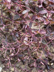 Euphorbia fendleri