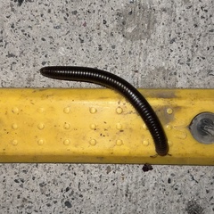 Pachyiulus flavipes