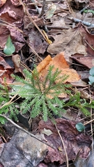 Dendrolycopodium
