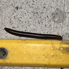 Pachyiulus flavipes