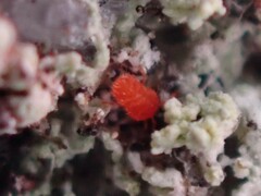 Trombidiformes