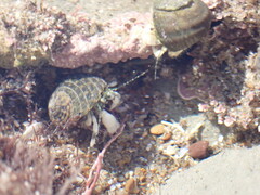 Pagurus novizealandiae