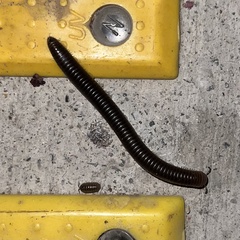 Pachyiulus flavipes
