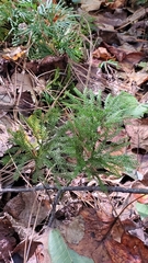 Dendrolycopodium