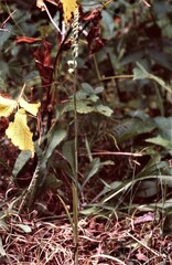 Spiranthes casei casei