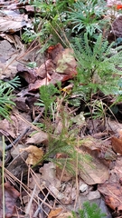Dendrolycopodium