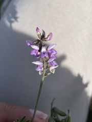 Astragalus hypoleucus