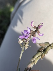 Astragalus hypoleucus