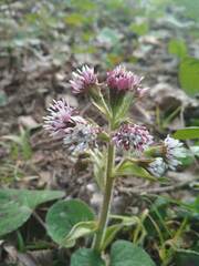 Petasites pyrenaicus