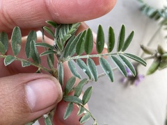Astragalus hypoleucus