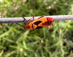 Oncopeltus guttaloides