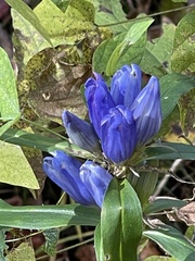Gentiana saponaria