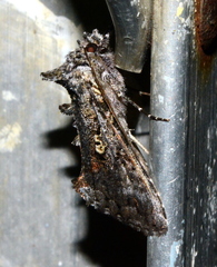 Syngrapha octoscripta