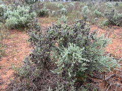 Maireana pyramidata
