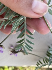 Astragalus hypoleucus