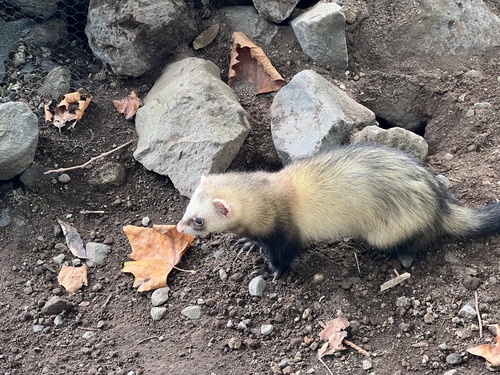 Domestic Ferret