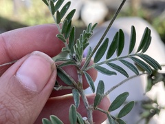 Astragalus hypoleucus