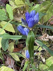 Gentiana saponaria