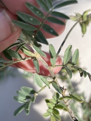 Astragalus hypoleucus