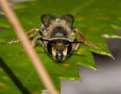 Trichocolletes