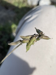 Astragalus hypoleucus